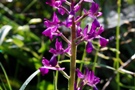 Anacamptis laxiflora